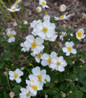 Honerine Jobert Windflower whit blooms