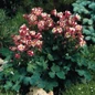 Winky Red & White Columbine Leaves and Flowers