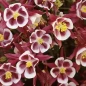 Winky Red & White Columbine