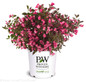 Wine and Roses Weigela in Proven Winners Pot