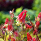Little Lanterns Wild Columbine Growing