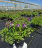 Earlybird™ Purple Blue Columbine  in nursery