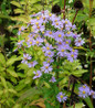 Smooth Aster in pot