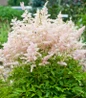 Younique Silvery Pink Astilbe blooming perennial
