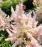 Younique Silvery Pink Astilbe feathery flowers