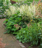 Bridal Veil Astilbe in garden landscape