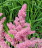 Rheinland Astilbe flower close up