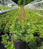 Rheinland Astilbe