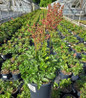 Rheinland Astilbe