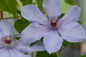 Bernadine™ Clematis Flowers Close Up