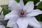 Bernadine™ Clematis Flower Petals