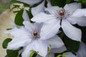 Bernadine™ Clematis Plant Foliage and Flowers