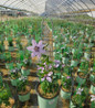Bernadine Clematis climbing habit