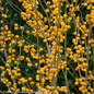 Berry Heavy Gold Winterberry Holly Covered in Gold Berries