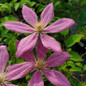 Sally™ Clematis Petals flower close up
