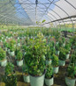 Samaritan Jo Clematis in nursery
