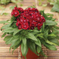 Red Barbarini Dianthus in pot