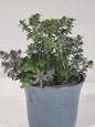 Blue Hobbit Sea Holly in a Table Container