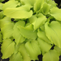 Dancing Queen Hosta Foliage Close Up
