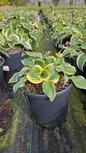 Hosta First Frost in nursery black pot