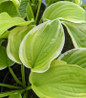 Fragrant Bouquet Hosta variegated foliage