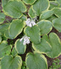 Frances Williams Hosta variegated foliage