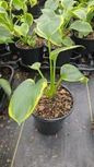 Hosta frances Williams #1g