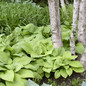 Plant Guacamole Hosta Growing under the Shade