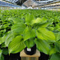 Guacamole Hosta Crop