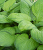 Guacamole Hosta chartreuse foliage