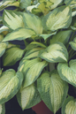 Pauls Glory Hosta in Garden Planter