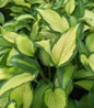 Pauls Glory Hosta golden center leaves