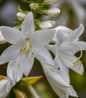 Royal Crest Hosta white flowers