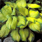 Stained Glass Hosta Foliage Close Up