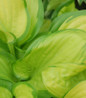 Stained Glass Hosta broad green leaf margins