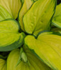 Stained Glass Hosta golden variegated foliage