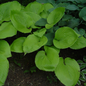 Sum and Substance Hosta Foliage Close Up