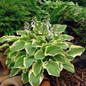 Tambourine Hosta Growing in the Landscaping