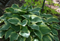 Tambourine Hosta Growing in the Shade