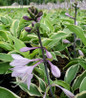 Tambourine Hosta bloom close up