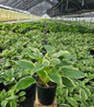 Tambourine Hosta