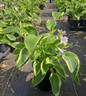Hosta wide brim #1galon