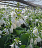 Elegans Hosta blooming