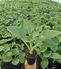 Elegans Hosta in nursery
