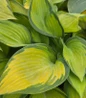 June Hosta variegated foliage