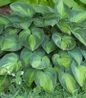 June Hosta dense leafy mound