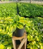 June Plantain Lily #1 pot