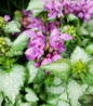 Orchid Frost Spotted Dead Nettle flower focus