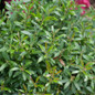 Gem Box Inkberry Holly Foliage