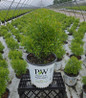 Gem Box® Inkberry Holly in pot